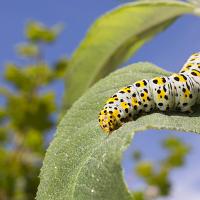 Mullein Moth Caterpillar 3 